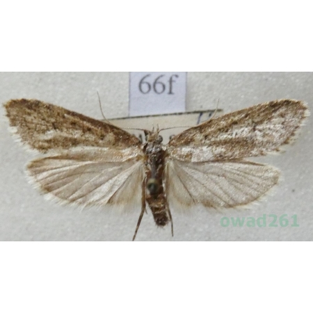 Diurnea fagella (Denis & Schiffermüller, 1775) Czech66f